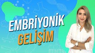 EMBRİYONİK GELİŞME  Seda Hoca Biyoloji  #ayt2024