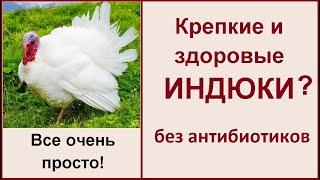 Как вырастить индюков без антибиотиков? Кормление содержание индюков в домашних условиях