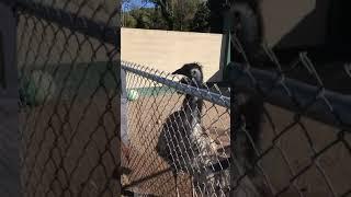 Emus are curious