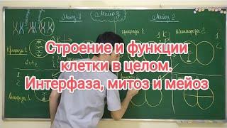 Строение и функции клетки в целом. Интерфаза митоз и мейоз. Structure and function of the cell