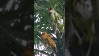 bujangqn kasep jadi pemanjat pohon kelapa yang handal