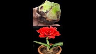 Unique Amaryllidaceae red lily plant idea and great ending#Shorts