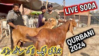 bakra mandi 2024  bakra mandi lahore  bakra mandi