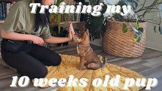 training puppy SHIBA INU  what our day looks like  routines & tricks