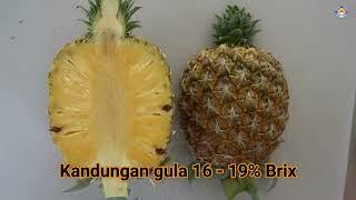 Nanas SG1 Sarawak Gold