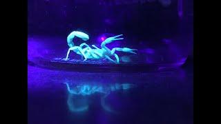 Scorpion And why you should have a black light on the Homestead