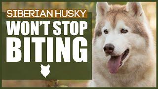 How To Stop Your SIBERIAN HUSKY BITING