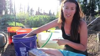 Culling Roosters and Canning Chicken Stock  Swimming in Alaskas Heat Wave