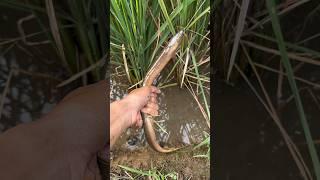 MANCING BELUT BABON SAWAH PAKAI UMPAN INI