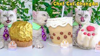 Show Off Chef Cat’s Giant Food Cooking SkillsCat Cooking FoodCute And Funny Cat