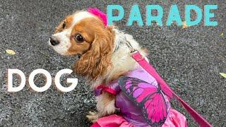 DOG PARADE LIGHT EXHIBITION PINK RESTAURANT HOW I MET YOUR MOTHER BAR OUTFIT IDEAS… NYC VLOG