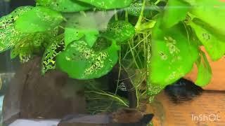 Taking a look at L400 pleco fry and Selling the L002 breeding group In the fishroom