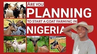 Tips on how to START a GOAT farm in Nigeria if youre a BEGINNER