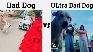 Bad Dog   ULtra BadDog 