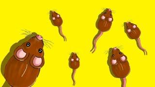 Cat Games - Tikus - tikus imut berlarian