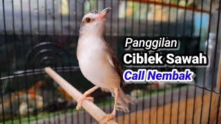 Call Nembak Panggilan Ciwah Jantan ke Betina