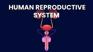 The System Behind Human Conception