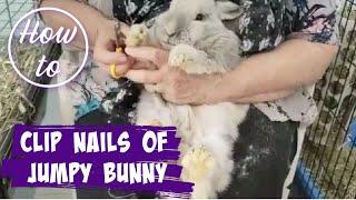 HOW TO CLIP NAILS OF A JUMPY BUNNY