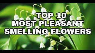 TOP 10 MOST PLEASANT SMELLING FLOWERS  TNC