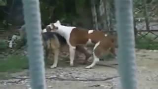 Dog Mating & Funny Dog Funny Animal mating fail Compilation