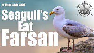 Seagulls eat toxic food