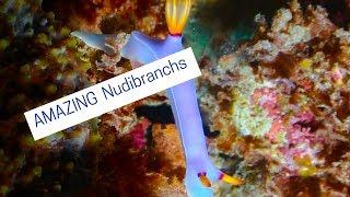 Amazing Nudibranchs