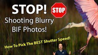 Shutter Speeds For TACK SHARP Bird-In Flight Photos