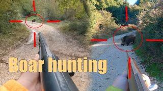 Wild Boar Hunting - The lonely boars hiding in the most unbelievable places #2024