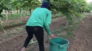 Harvesting of eggplant bottle gourd papaya and chili leaves