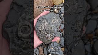 Modern Shell vs Fossil Ammonite Shells  #fossilhunting #fossils #shorts #sea #shell #beach #coast