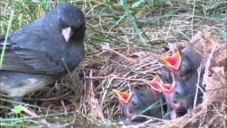 A Junco Nest Story