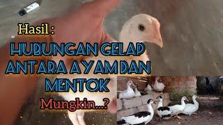 hasil persilangan antara ayam dan entokmungkin...?