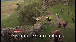 Sycamore Gap tree saplings to be planted across the UK 1 year on 17 UK - 27Sep2024