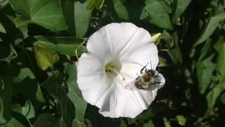 Male Bombus sp. 08-27-16