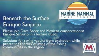 Beneath The Surface Solutions For Saving Vaquita From Extinction With Enrique Sanjurjo