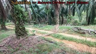 Wild boar hunting Malaysia # Memburu babi hutan #  打山猪 @ 15