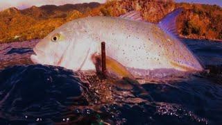 SPEARFISHING PHILIPPINES  BLUE FIN TREVALLY  BANTON ROMBLON  MEL SPEARFISHING TV