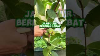 Trik jitu agar jambu air berbuah lebat