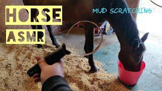 HORSE ASMR - Mudhair scraping birds chirping horse grooming noises 