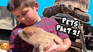 Remember ALL OUR PETS? From Pigs to Hermit Crabs with HobbyFamilyTV