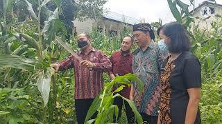 PANEN PERDANA TANAMAN JAGUNG BERSAMA KEPALA DINAS PENDIDIKAN DAN KEBUDAYAAN NUSA TENGGARA TIMUR