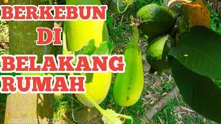 BERKEBUN DIBELAKANG RUMAH  BERTANAM SAYUR