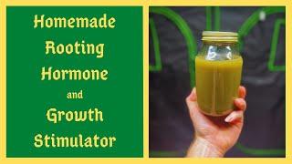 I Saved Thousands Of Dollars Using THIS Homemade Rooting Hormone and Plant Growth Stimulator