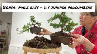 Bonsai Made Easy - DIY Juniper Procumbens