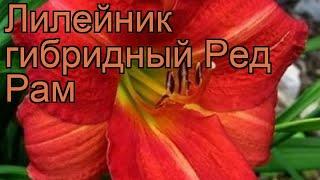 Лилейник гибридный Ред Рам hemerocallis red rum  обзор как сажать рассада лилейника Ред Рам