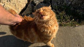 Derpy orange cat reaction to back scratches was so hilarious