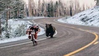 ANIMALES vs CICLISTAS