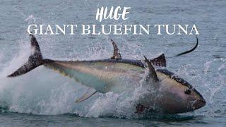 UNBELIEVABLE Giant Bluefin TUNA chasing Garfish in South Devon