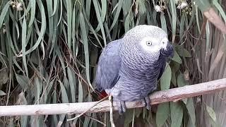 parrot sounds for your parrot  african grey parrot happy sounds