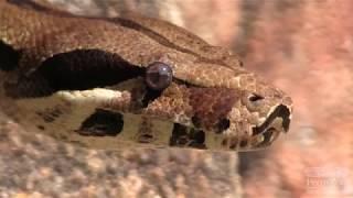 Reptile Keeper Talk  Perth Zoo